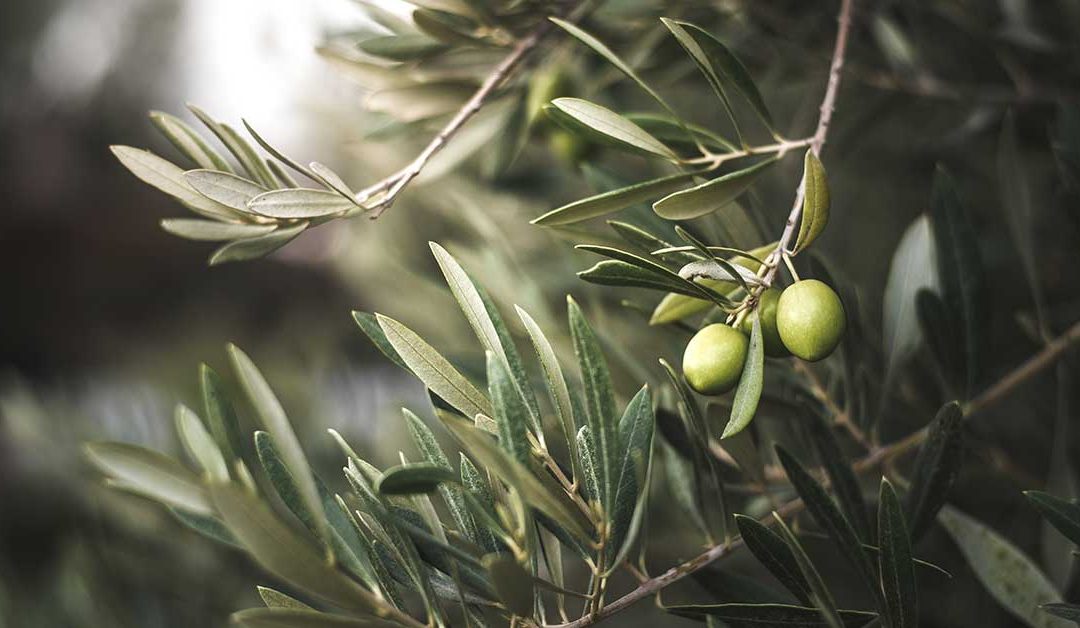 Le savon à l’huile d’olive et l’environnement : pourquoi opter pour un savon à base d’huile d’olive est une solution écologique et durable ?